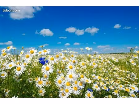 terrain 874 m² lit et mixe