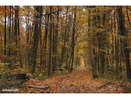 recherche forêt / bois de chênes – plateau d’albion