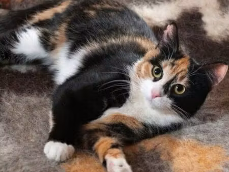 recherche garage à acheter à montélier