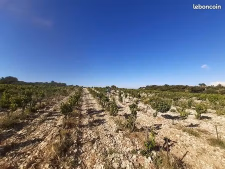 terrain agricole lirac 6000m2