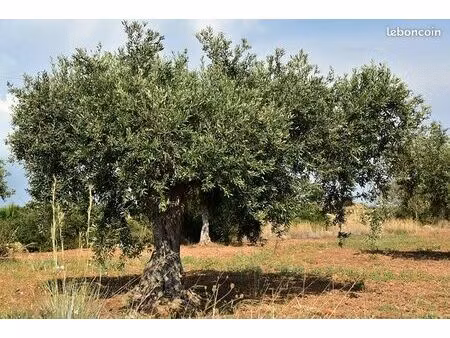 terrain 2700 m² saint-laurent-des-arbres