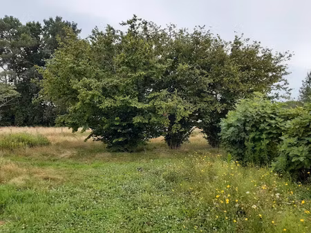 vente terrain 530 m² à le taillan-médoc (33320)  169 000 €