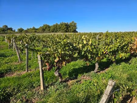 parcelle de vigne aoc châteaumeillant à vendre 8 490 m2 de gamay planté en