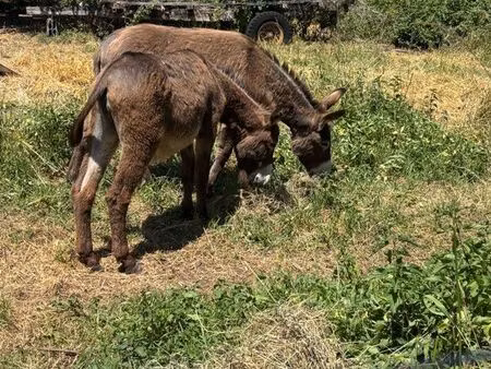 cherche terrain ânes