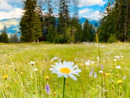 cherche terrain agricole