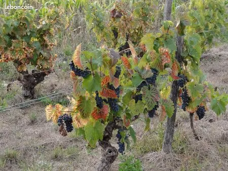 terrain avec vigne chambourg sur indre  chanceaux près loches  perrusson  loches 37310  37