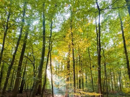 recherche parcelle forêt