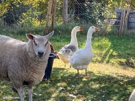 terrain pour moutons