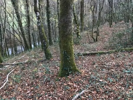 parcelles de bois - vicq sur breuilh