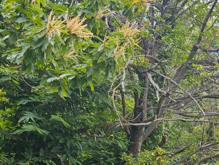 terrain de châtaignier