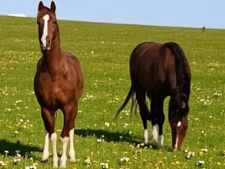 en vente ferme 245 m² – 289 970 € |charmes