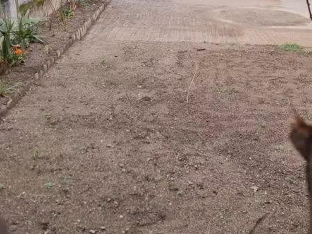 appartement t2 bis en rdc