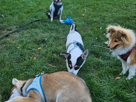 recherche jardin à louer – orléans madeleine