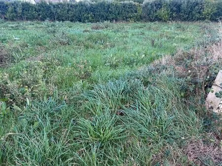 terrain constructible viabilisé proche du centre