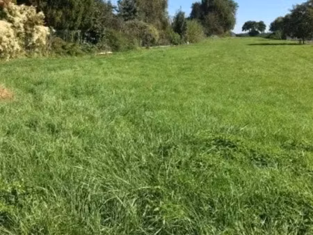 vente terrain 978 m² à chavannes-sur-l'etang (68210)  69 000 €