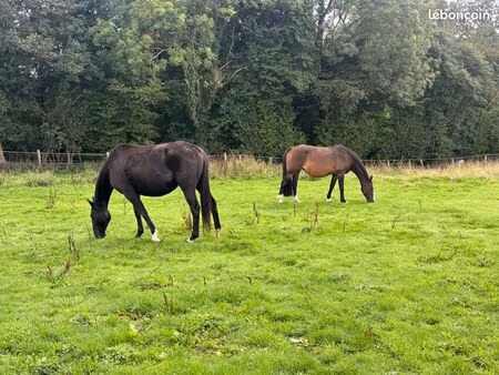 champ  terrain agricole