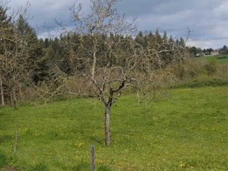 terrain agricole pré et forêt