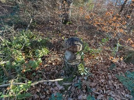 recherches forêt ou verger à acheter