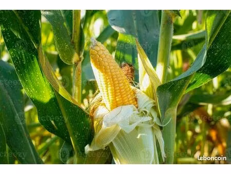 vente exploitation agricole céréalière – nièvre (58) – ferme grandes cultures céréales fon