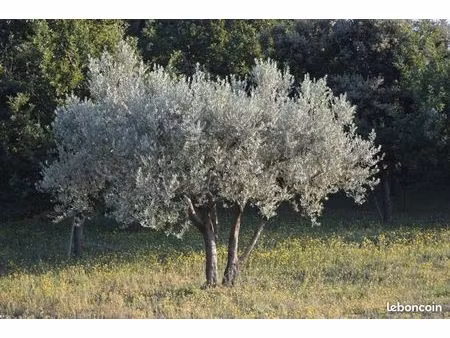 terre agricole prairie
