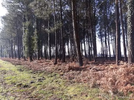 plusieurs terrains en forêt