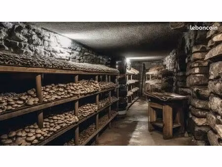 recherche cave centre ville pour champignons