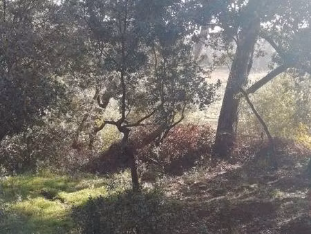 rdc de maison au cœur de pinède sauvage