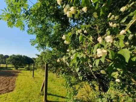 vente maison à teillé (44440) : à vendre / 152m² teillé