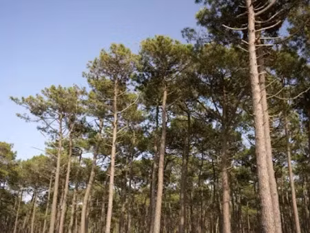 vente terrain 311 m² à arcachon (33120)  790 000 €