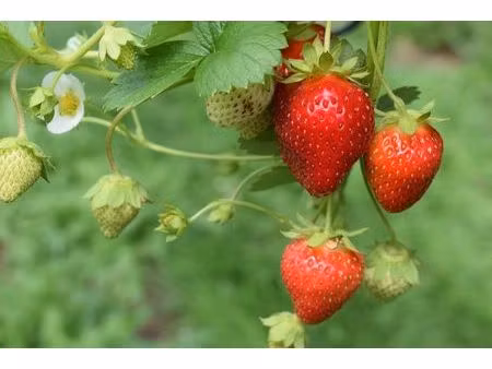 aardbeienbedrijf met wkk ter overname