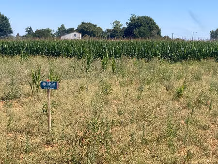 vente terrain 630 m² balanzac (17600)