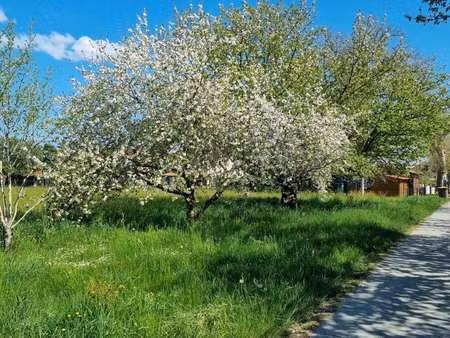 vente terrain à saint-juéry (81160) : à vendre / 2212m² saint-juéry