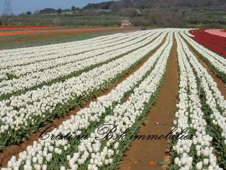 terrain constructible viabilisé à vendre