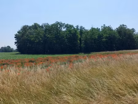 vente terrain 367 m² à algolsheim (68600)  76 574 €