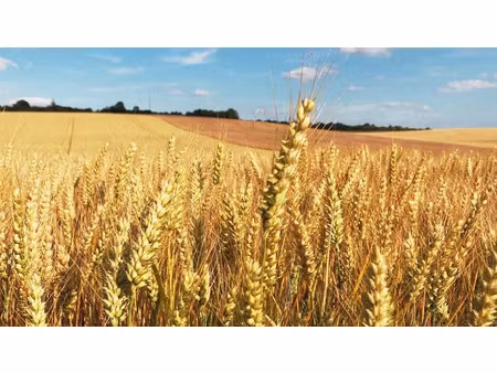 vente terrain 1862219 m² à vineuil (36110)  2 939 288 €