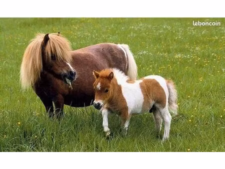 herbage à louer pour chevaux/poneys