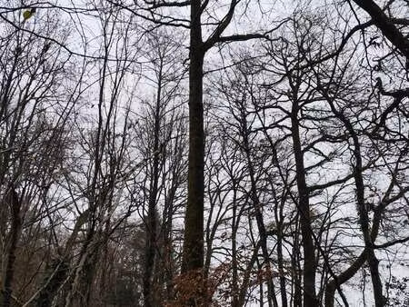 vente terrain à la chapelotte (18250) : à vendre / 29105m² la chapelotte