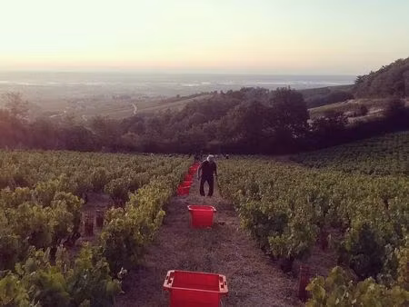 fermage aop moulin à vent