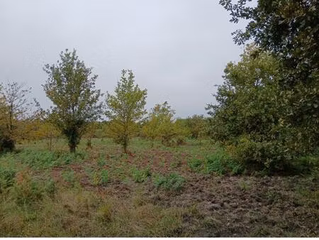 terrain à bâtir à sainte-eulalie-en-born (40200)