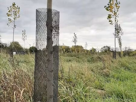 terrain avec peupliers