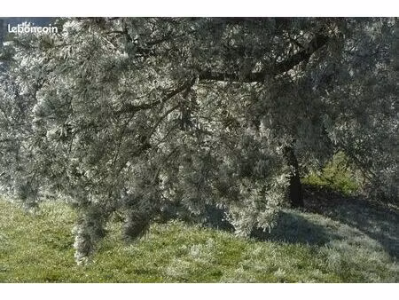 ecrin de verdure à besançon