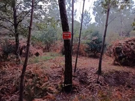 terrain boisé à vendre sur le bassin d'arcachon