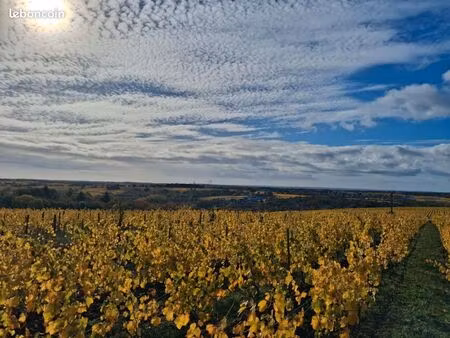 vignes à vendre-1ha88-st lambert du lattay