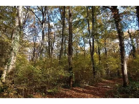bois dans le cher (18) d’environ 5 hectares df-1154-a