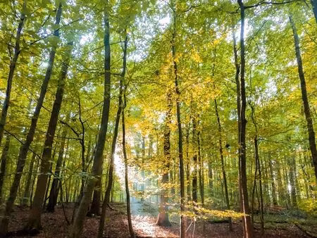 terrain bois cabane nature