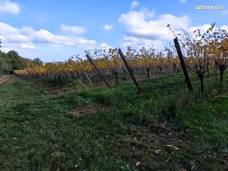 parcelles de vignes