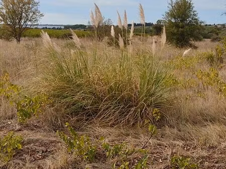 terrain marseillan village