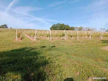 a louer 3  12 ha de vignes en aoc cépage blanc gros manseng. prix de la totalité 700 par a