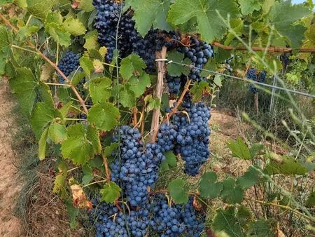 cède exploitation viticole 6 2 ha