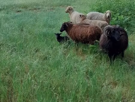 vends terrain trois hectares les mathes